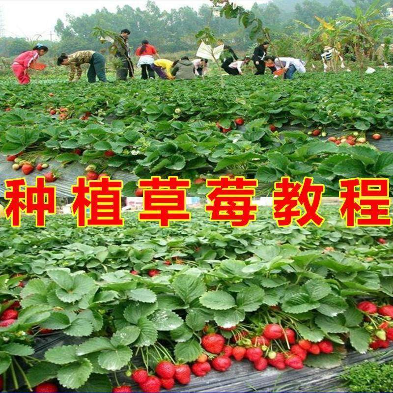 草莓种植技术全套视频教程大全科学培训方法经验大棚栽培教程资料-淘宝虚拟库