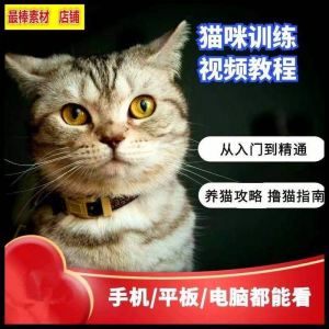猫咪训练+养猫攻略大全技巧秘诀自学教程课程视频-淘宝虚拟库