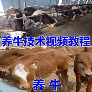 养牛养羊视频教程疾病防治挤奶牛场建设放牧饲养猪技术全套发育-淘宝虚拟库