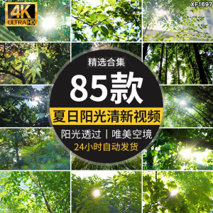 4K夏日阳光透过树叶森林空境升格大自然唯美清新绿叶实拍视频素材-淘宝虚拟库